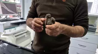 Duyarlı vatandaştan örnek davranış: Yolda bulduğu kumruya su verip veterinere teslim etti