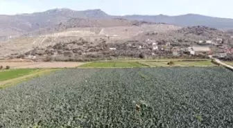 İzmir'in verimli tarım arazilerinde 'yeşil altın' hasadı