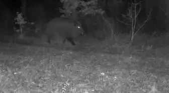 Karabük'te yaban hayatı fotokapana yansıdı