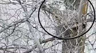 Nesli Tükenmekte Olan Vaşak Ağaçta Görüntülendi