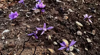 Siirt'te Safran Yetiştiriciliği Denemesi Başarıyla Tamamlandı