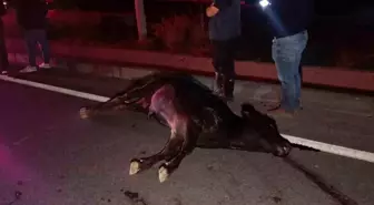 Ağıldan kaçan inek, araçların çarpması sonucu telef oldu