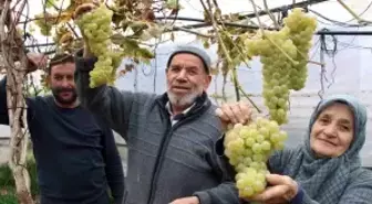 Amasyalı Feruziye nine serada kışın üzüm yetiştirip satıyor