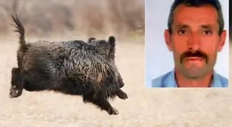 Avlamak istediği domuz talihsiz adamın sonu oldu