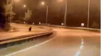 Bilecik'te ayı ana yola indi