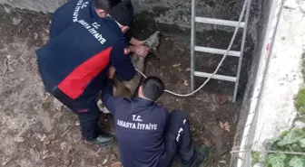 Amasya'da Boş Sulama Havuzuna Düşen Yavru Karaca Kurtarıldı