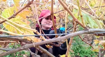 Budama maliyeti üreticiyi ailece bağa indirdi