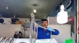 Denize kıyısı olmayan Kahramanmaraş'ta balığa yoğun ilgi