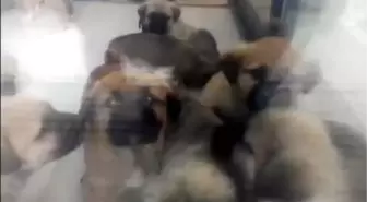 Ankara'da doktora köpek cinsel istismarı ve öldürme suçundan ceza