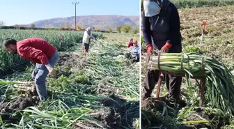 Yüzlerce dönümlük hasat! İlçenin tamamı kokmaya başladı, işçiler adeta akın etti