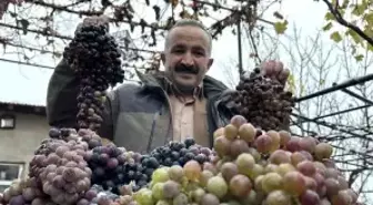Kara kışa meydan okuyan lezzet: Kışlık üzüm dalından koparıldı