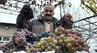 Kara kışa meydan okuyan lezzet: Kışlık üzüm dalından koparıldı