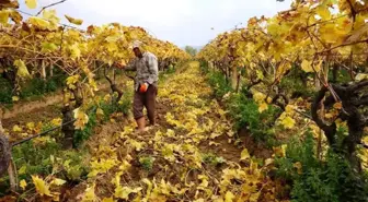 Kartpostallık görüntüler eşliğinde Sarıgöl'de budama çalışmaları sürüyor