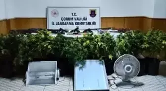Köy evinde çadır kurup skunk yetiştiren şahsa operasyon
