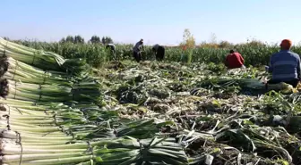 Kozan'da pırasa hasadı başladı: 20-22 TL'den alıcı buluyor