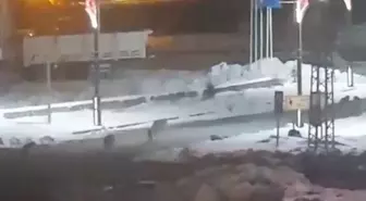 Kurtlar sokaklara indi, vatandaşlar korku dolu anlar yaşadı