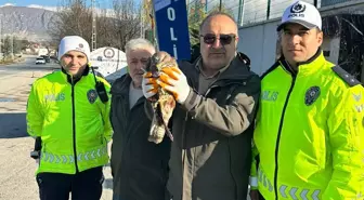 Amasya'da Yaralı Şahin Uygulama Noktasında Bulundu