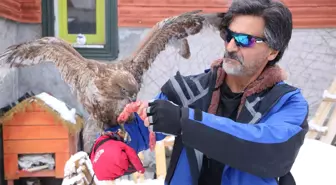 Tedavi edip doğaya bıraktığı kızıl şahin, aylar sonra geri döndü