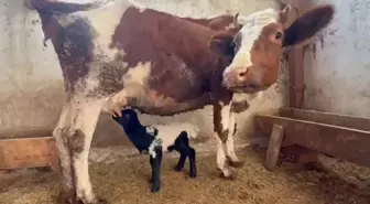 Tokat'ta annesi ölen kuzuyu inek emziriyor