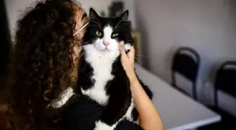 Bu tarihi kaçıran evcil hayvan sahipleri yandı! Katbekat fazlasını ödeyecekler