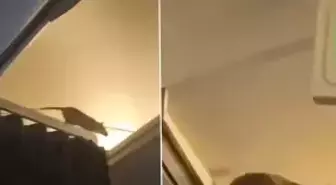 KLM uçağında fare alarmı: 250 yolcu Karayipler'de mahsur kaldı