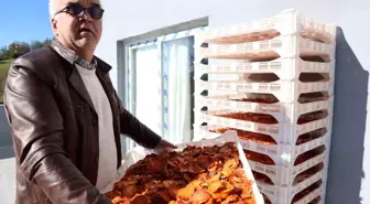 Köyde kurulan tesisle kurutulan cennet hurmaları Almanya'ya ihraç edildi