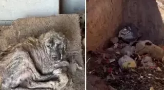 Sözde barınakta dehşet görüntüler: Köpekler açlıktan birbirini yedi