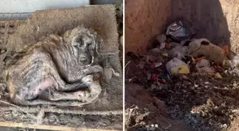 Sözde barınakta dehşet görüntüler: Köpekler açlıktan birbirini yedi