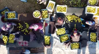 Tarım-ÜFE yıllık yüzde 31,45 arttı, aylık yüzde 1,56 azaldı