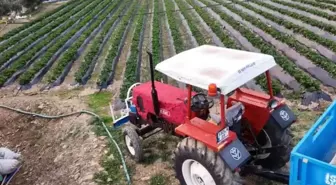 Yaz meyvesinde kış hasadı başladı! Kilosu 130 TL'den satılıyor