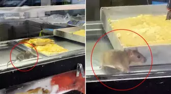 Börek tezgahında fareler cirit attı