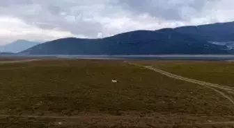 Bursa'da bir göl daha yok oluyor...