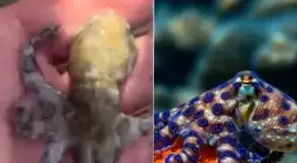 Dünyanın en ölümcül deniz canlılarından birine dokunan turist tehlikeyi sonra fark etti