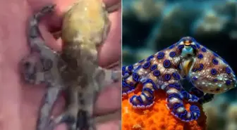 Dünyanın en ölümcül deniz canlılarından birine dokunan turist tehlikeyi sonra fark etti