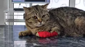 Düzce'den bin 384,795 ton kedi köpek maması ihraç edildi