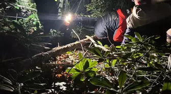 Orman İşçisi Engebeli Araziye Düşerek Yaralandı