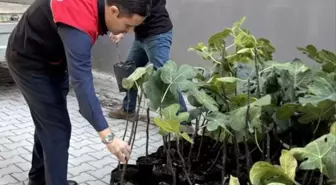 Gömeç'te incir üretimini artıracak adım, 499 sertifikalı fidan dağıtıldı