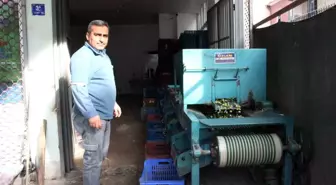 Hasat edilen zeytinler boyuna göre ayrılıyor, fiyatı kaliteyle şekilleniyor