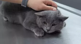 İştahsız kedisini veterinere götüren çift hayatının şokunu yaşadı