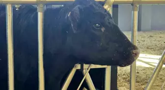 Kırsalda Bereket Hayvancılığa Destek Projesi, 2028 yılına kadar sürecek