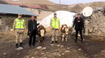 Muş'ta çalınan 2 büyükbaş hayvan bulundu