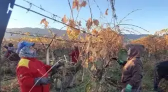 Üzüm bağlarında kadın istihdamı artıyor