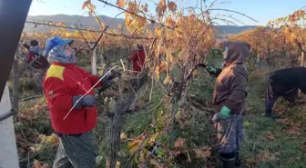 Üzüm bağlarında kadın istihdamı artıyor