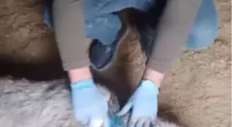 Yaralı Yaban Keçisi Doğaya Bırakıldı