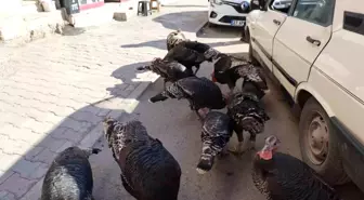 Adana'da ilginç görüntü: Hindiler çarşıda gezdirilerek satılıyor