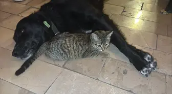 Amasya'da kedi ile köpeğin dostluğu ilgi çekiyor