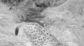 Antalya'daki yavru vaşaklar fotokapanda