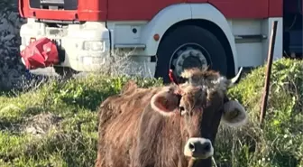 Balıkesir'de kuyuya düşen inek itfaiye ekiplerince kurtarıldı