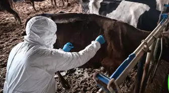 Bolu'da Hayvanlarda Görülen Şap Hastalığı Nedeniyle Uygulanan Kısıtlamalar Kaldırıldı