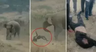 Fil sürüsü köylülere saldırdı! 4 kişi ezilerek can verdi, tehlike geçmiş değil